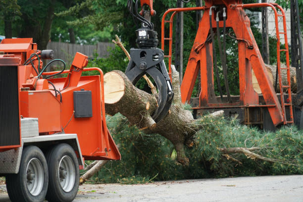 Reliable Morris, IL Tree Services Solutions